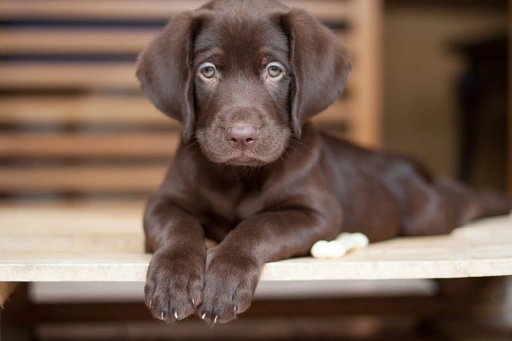 175 Best Brown Dog Names: Unique, Fun & Creative Ideas for Your Pup
