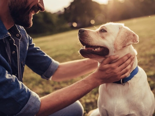 7 Best Dog Breeds for First-Time Owners