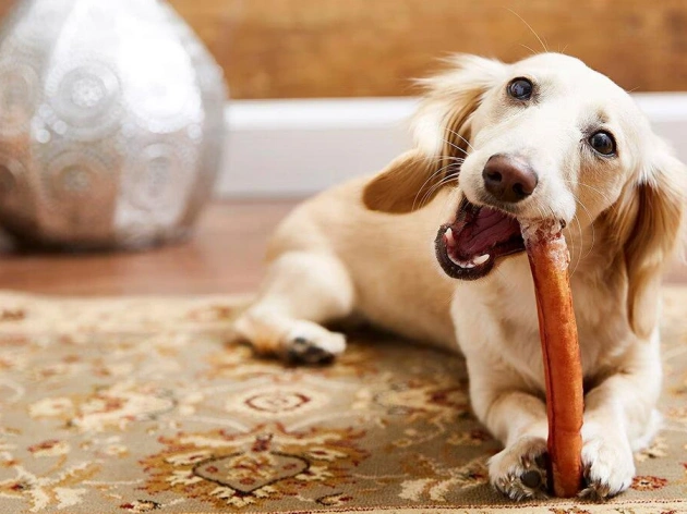 Are Bully Sticks Safe for Dogs?
