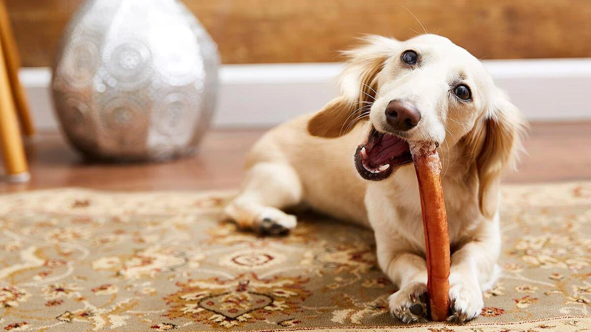Are Bully Sticks Safe for Dogs?