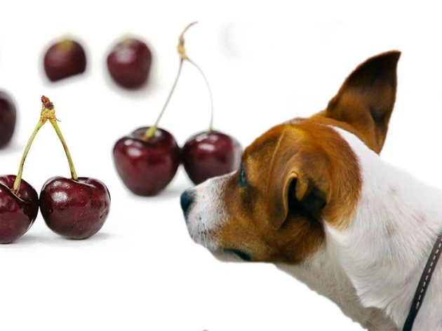 Are Cherries Bad for Dogs?