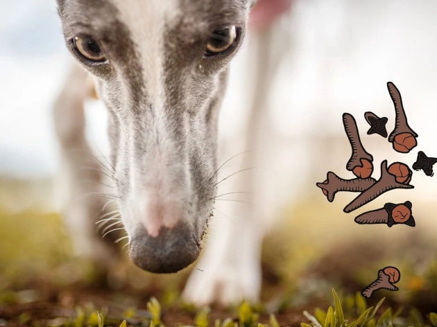 Are Cloves Toxic to Dogs?