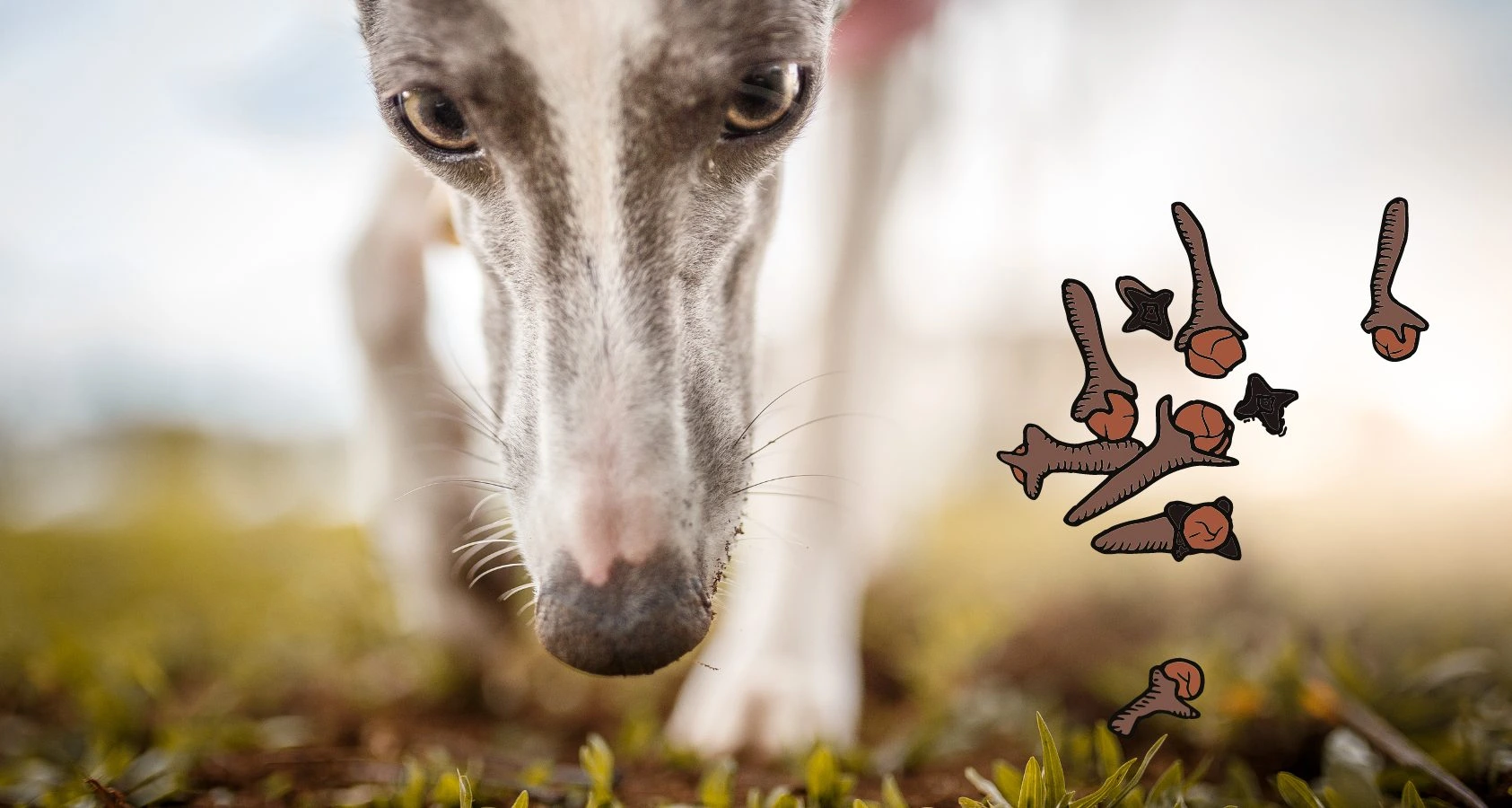 Are Cloves Toxic to Dogs?