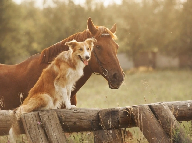 Are Horses Smarter Than Dogs?