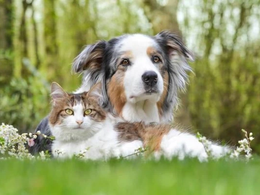 Are There More Cats or Dogs in the World?