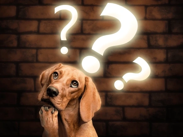 Best Dog Names