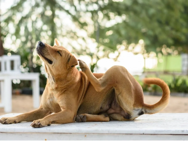 Can Coconut Oil Kill a Dog’s Fleas?
