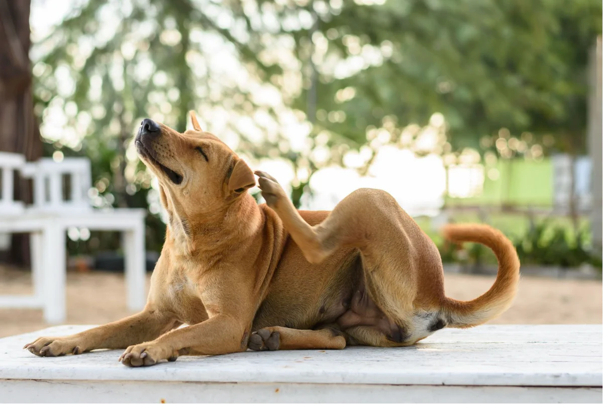 Can Coconut Oil Kill a Dog’s Fleas?