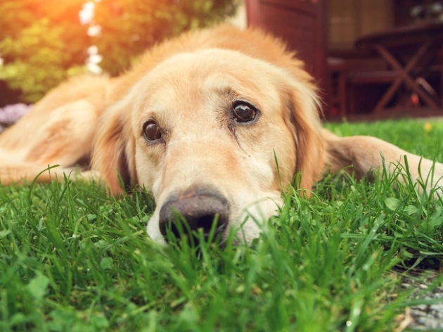 Can Dogs Cry?