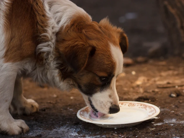Can Dogs Drink Milk?
