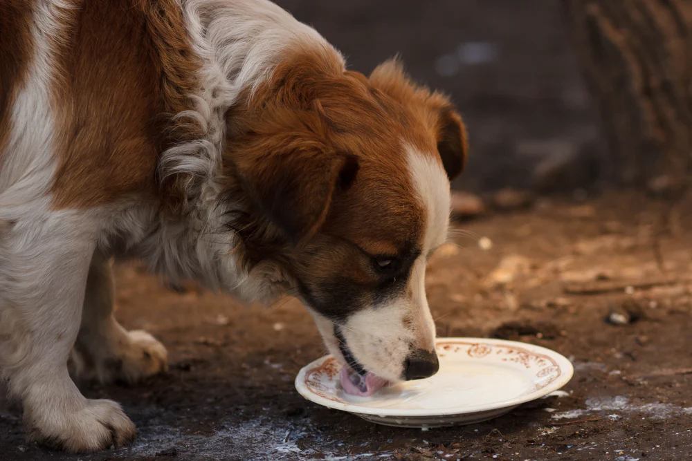 Can Dogs Drink Milk?