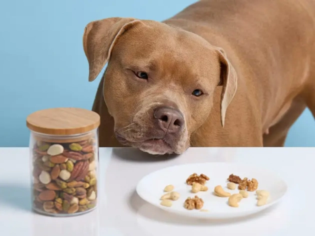 Can Dogs Eat Almonds?