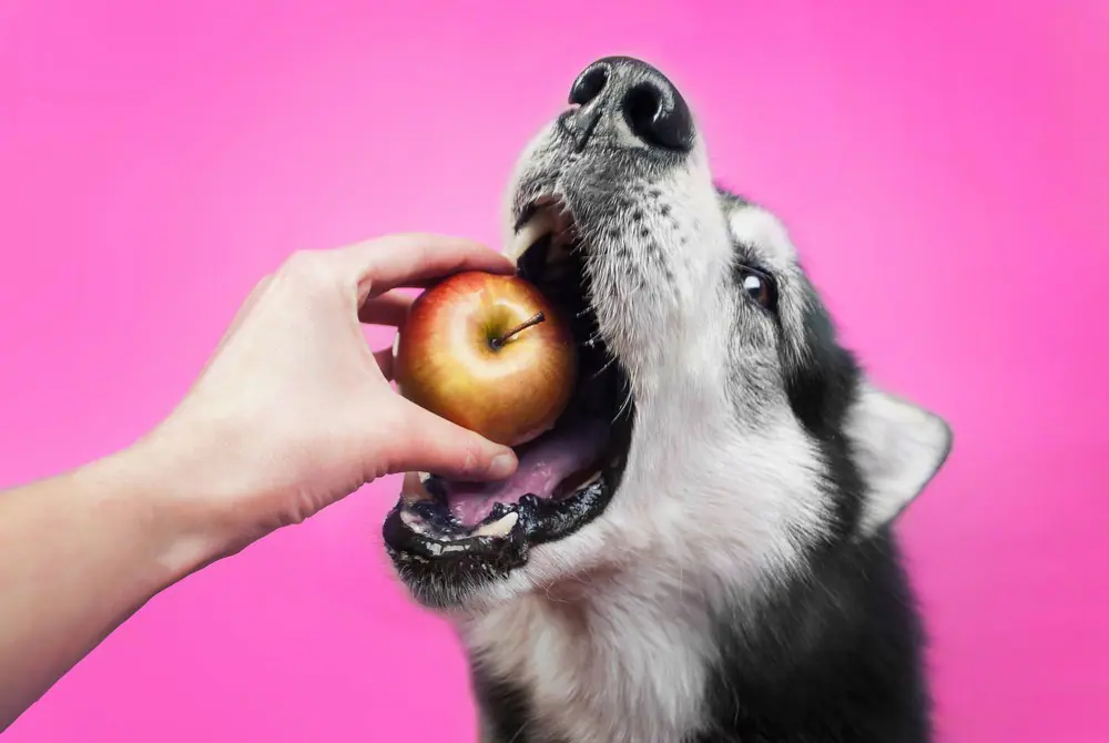 Can Dogs Eat Apple Cores?