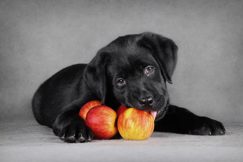 Can Dogs Eat Apples?