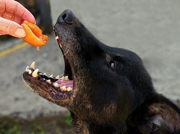 Can Dogs Eat Apricots?