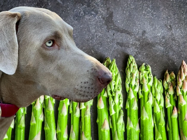 Can Dogs Eat Asparagus?