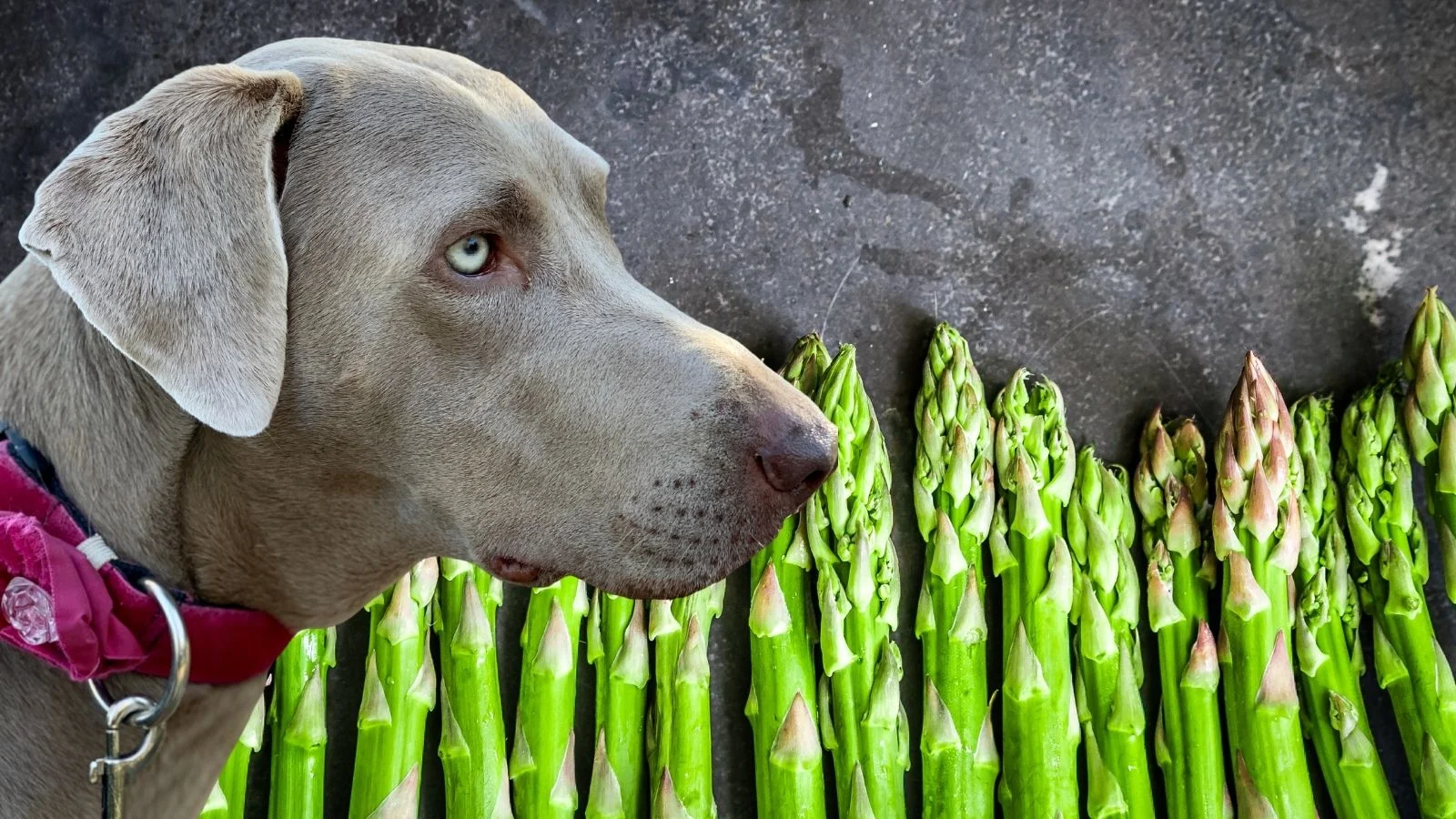 Can Dogs Eat Asparagus?