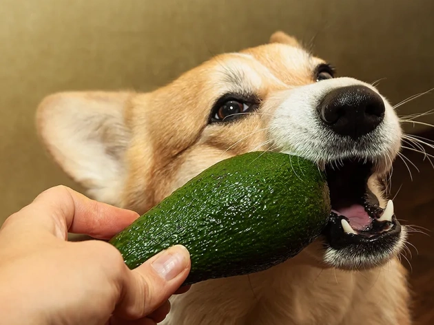 Can Dogs Eat Avocado?
