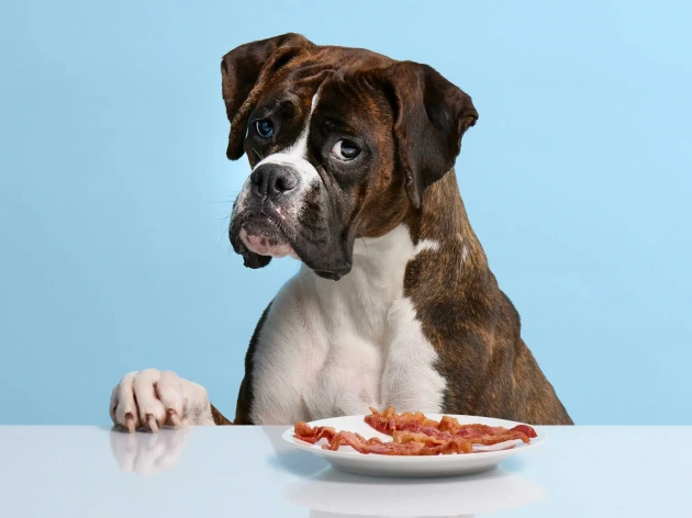 Can Dogs Eat Bacon?