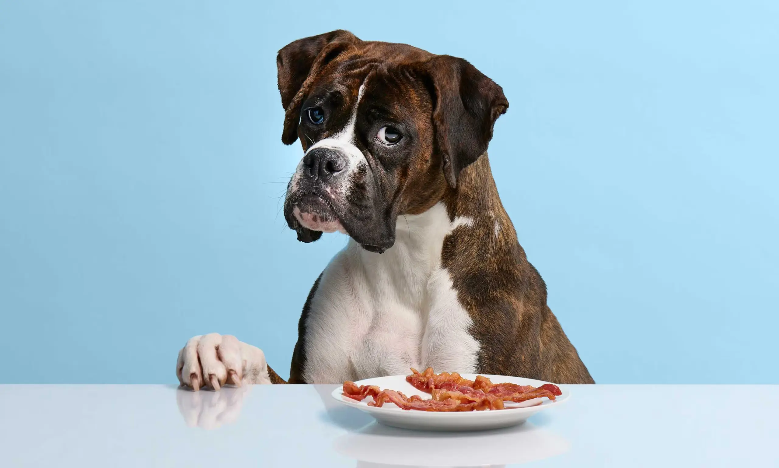 Can Dogs Eat Bacon?