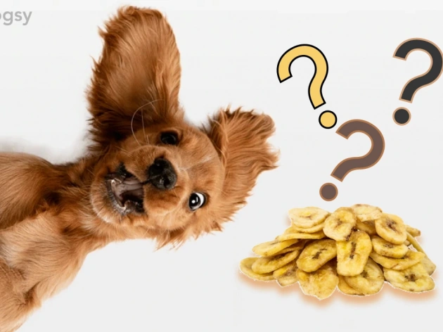 Can Dogs Eat Banana Chips?