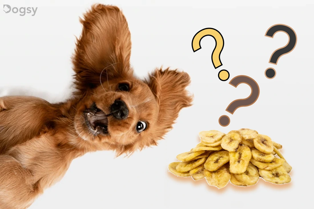 Can Dogs Eat Banana Chips?
