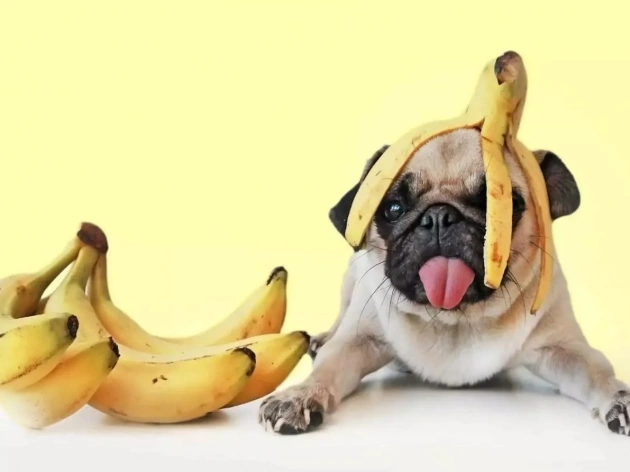 Can Dogs Eat Banana Skin?