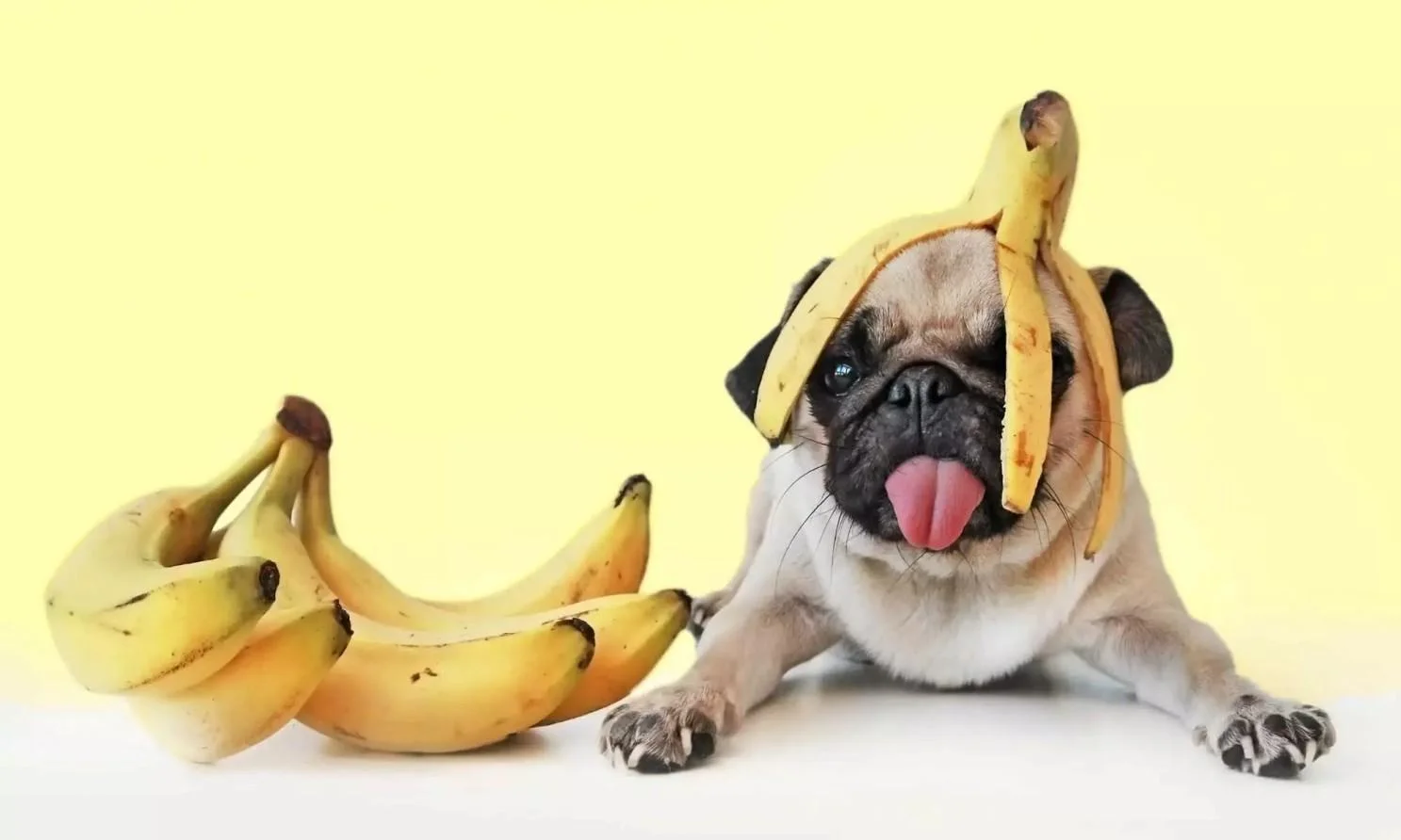 Can Dogs Eat Banana Skin?