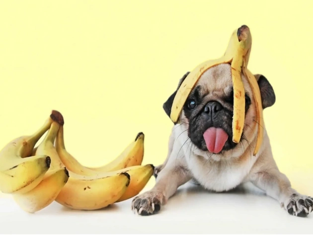 Can Dogs Eat Bananas?