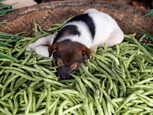 Can Dogs Eat Beans?