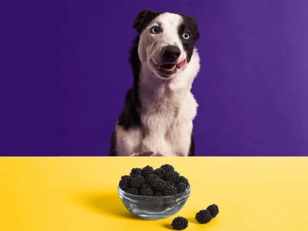 Can Dogs Eat Blackberries?