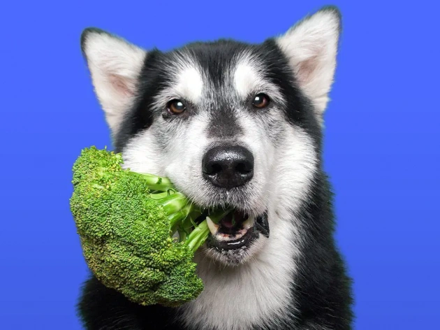 Can Dogs Eat Broccoli? A Nutritious Snack for Your Furry Friend