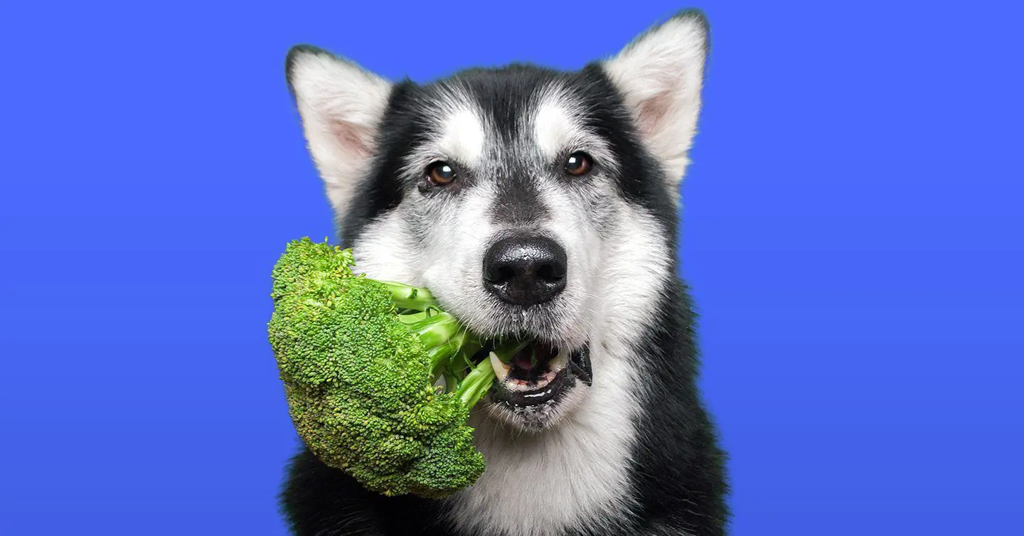Can Dogs Eat Broccoli? A Nutritious Snack for Your Furry Friend