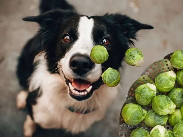 Can Dogs Eat Brussels Sprouts?