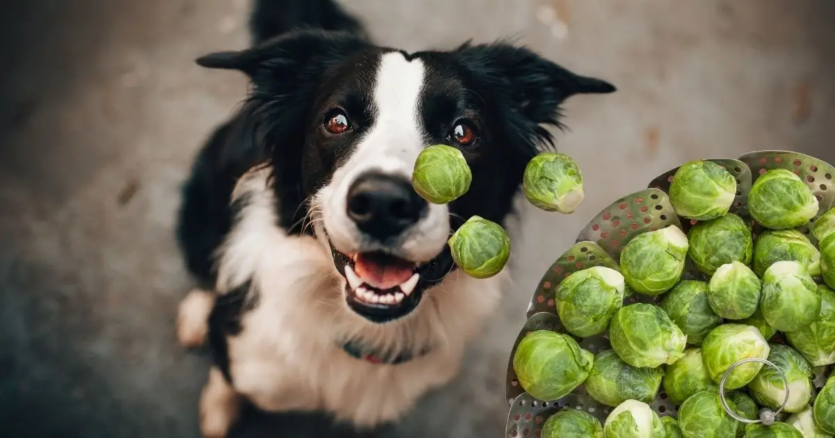Can Dogs Eat Brussels Sprouts?