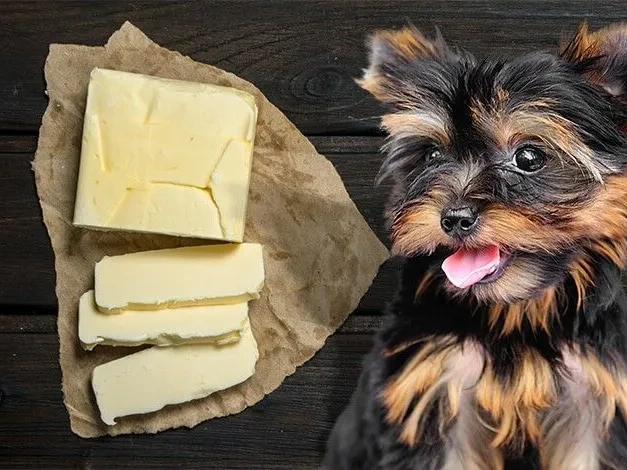Can Dogs Eat Butter?