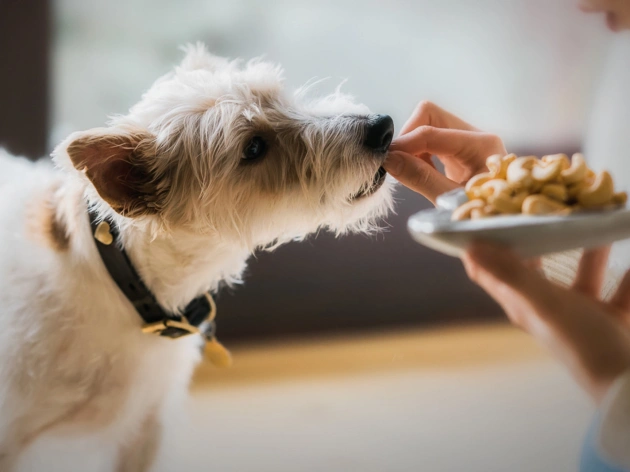 Can Dogs Eat Cashews?