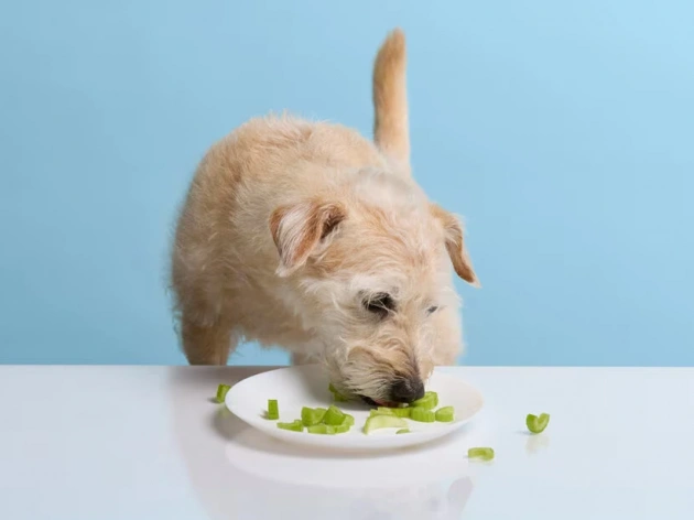 Can Dogs Eat Celery?