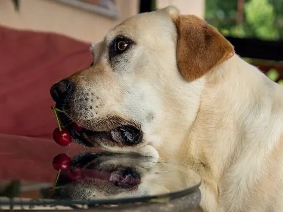 Can Dogs Eat Cherries?