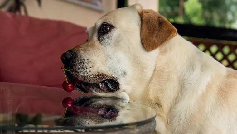 Can Dogs Eat Cherries?
