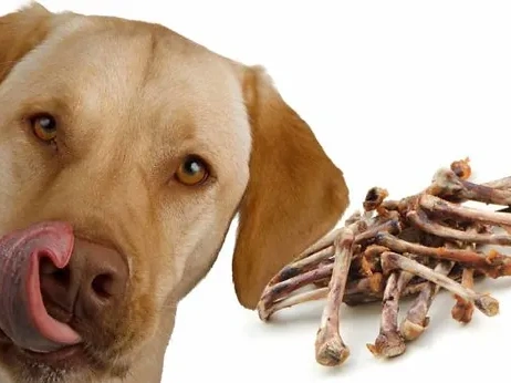 Can Dogs Eat Chicken Bones?
