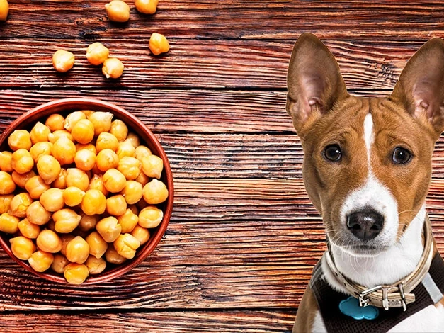 Can Dogs Eat Chickpeas?