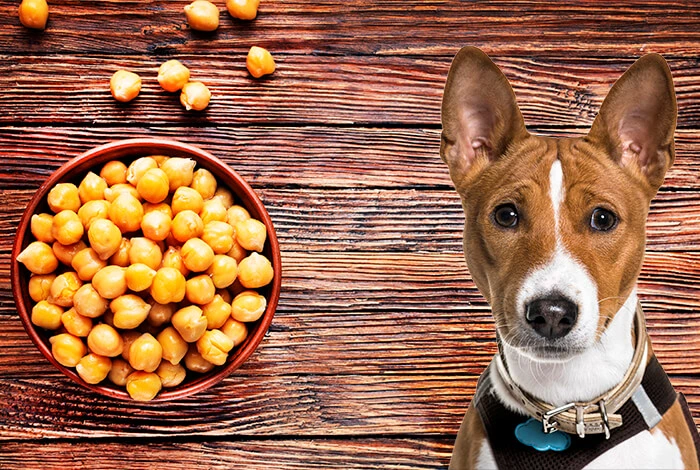 Can Dogs Eat Chickpeas?