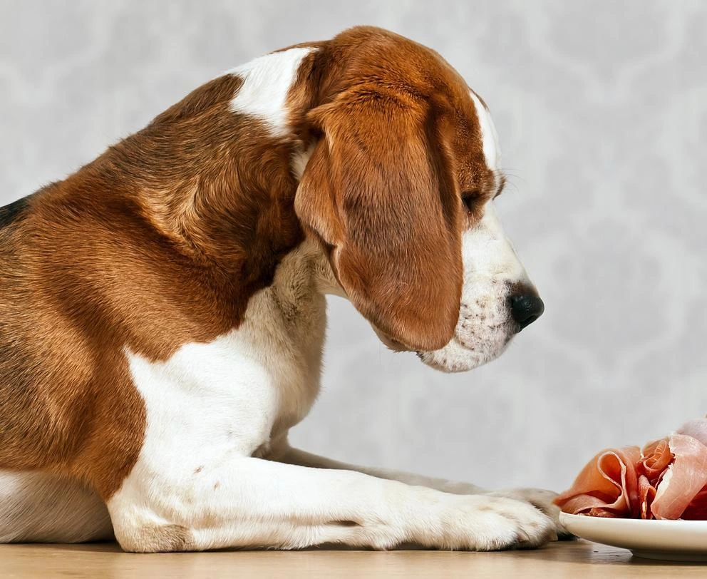 Can Dogs Eat Cooked Ham?