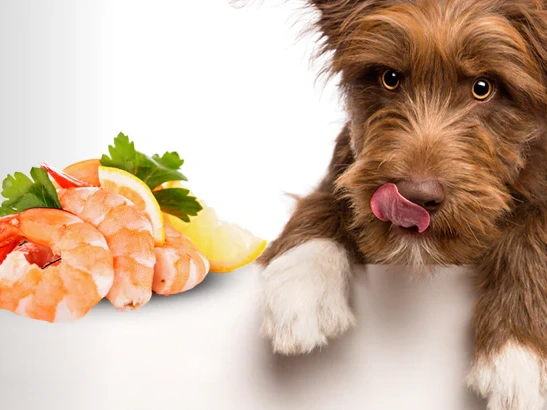 Can Dogs Eat Cooked Shrimp?