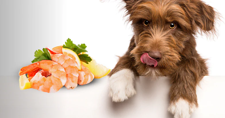 Can Dogs Eat Cooked Shrimp?