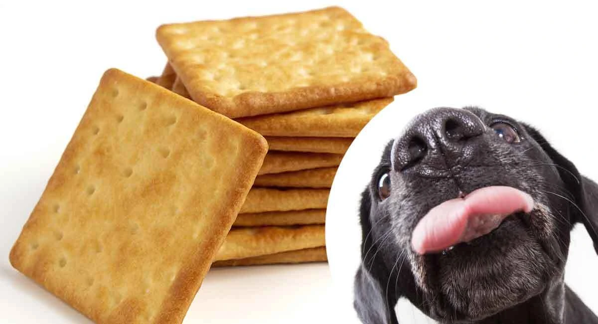 Can Dogs Eat Crackers?
