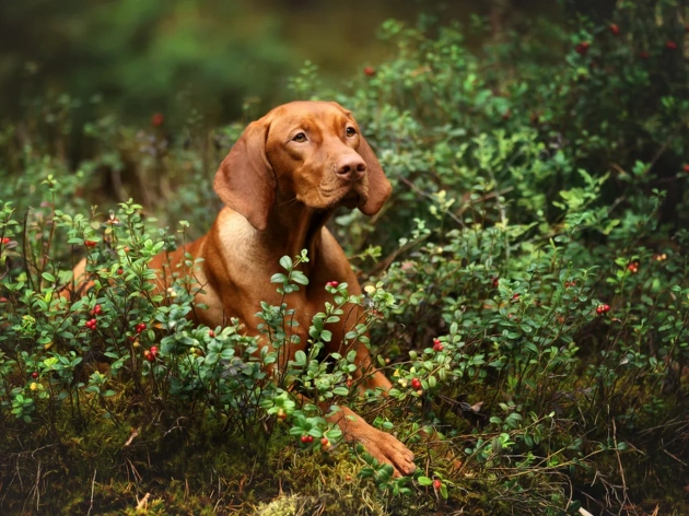 Can Dogs Eat Cranberry Sauce?