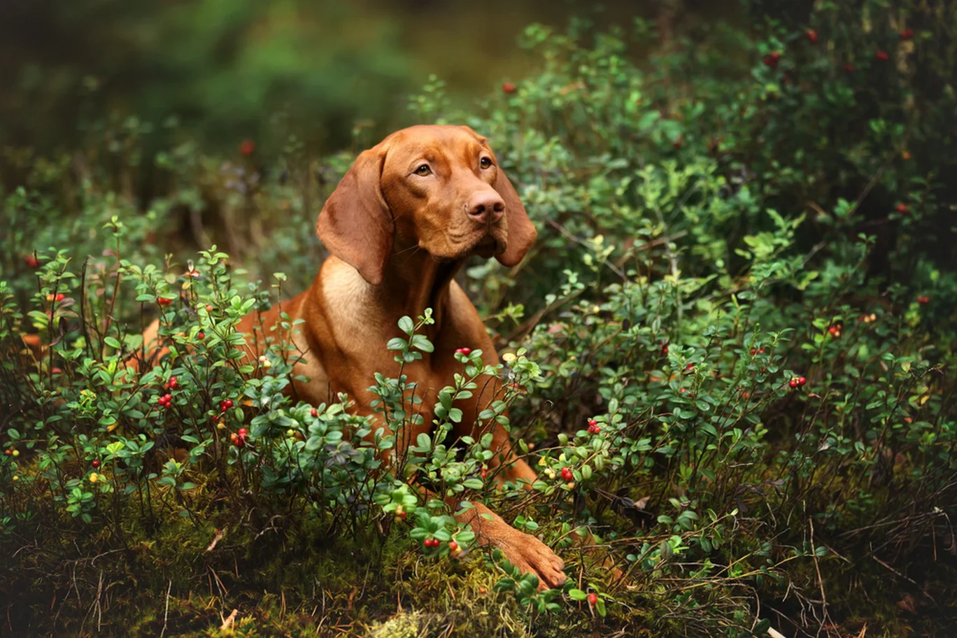 Can Dogs Eat Cranberry Sauce?