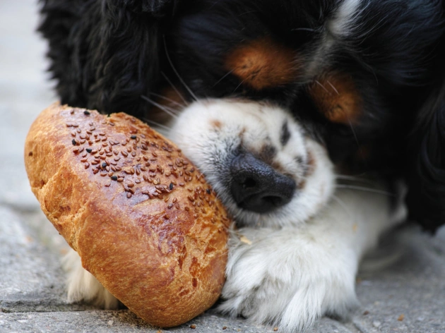 Can Dogs Eat Crumpets?